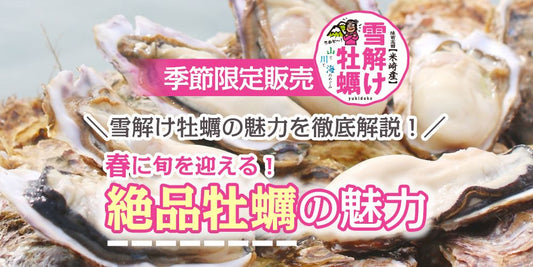 雪解け牡蠣
